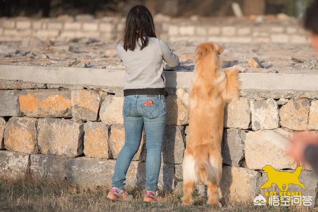 金毛寻回犬好养吗属于那种类型该如何喂养:金毛、萨摩耶、阿拉斯加、边牧，这四种哪种适合第一次养狗的人？