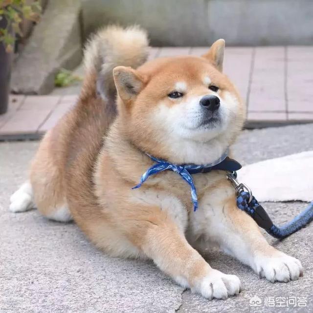 巴西獒犬视频:想养柴犬，柴犬有什么缺点呢？