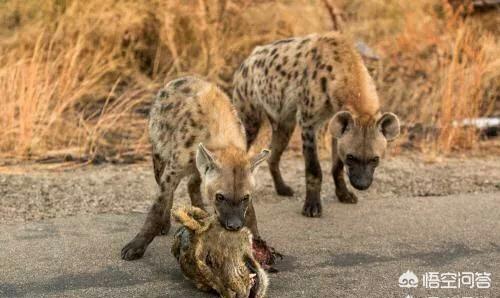 鬣狗vs藏獒打架:如果藏獒和非洲鬣狗搏斗，你觉得会怎样？非洲鬣狗可以坚持多久？