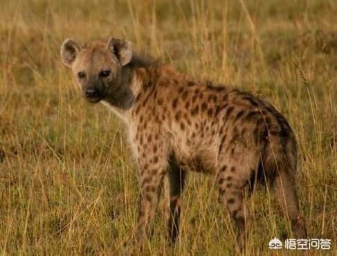 鬣狗vs藏獒打架:如果藏獒和非洲鬣狗搏斗，你觉得会怎样？非洲鬣狗可以坚持多久？