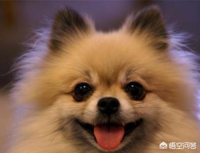 哈多利系博美犬价格报价行情:博美犬标准体重是多少，该怎样养这种狗？
