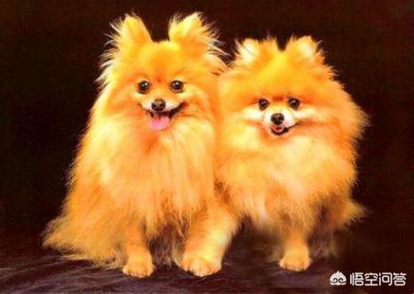 哈多利系博美犬价格报价行情:博美犬标准体重是多少，该怎样养这种狗？