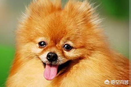 哈多利系博美犬价格报价行情:博美犬标准体重是多少，该怎样养这种狗？