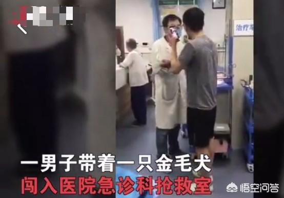广西宠物专家:广西宠物市场 广西南宁男子凌晨闯医院医闹，威胁医生为其医治狗，你怎么看？