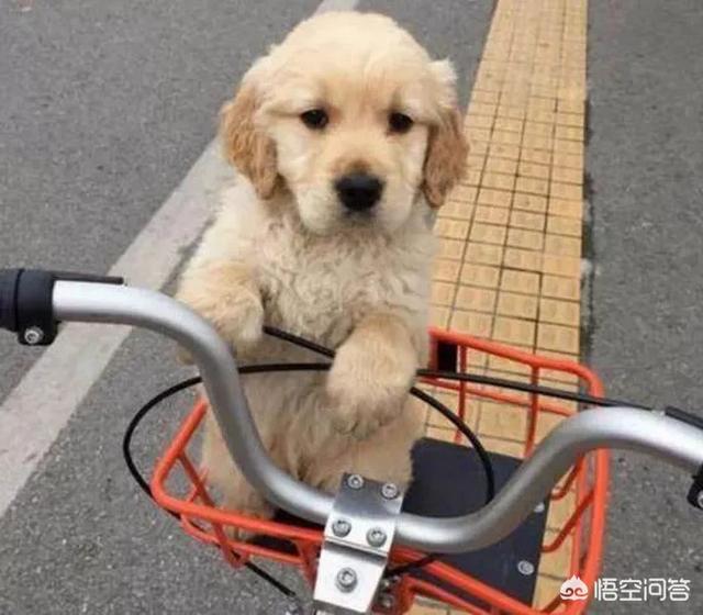 金毛犬有什么缺点？插图41