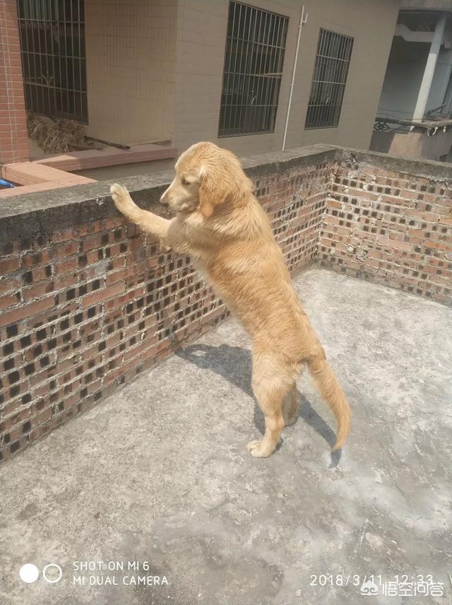 金毛犬有什么缺点？插图40