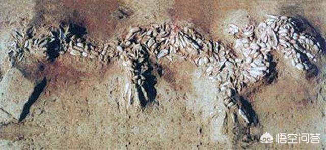 恐龙化石是怎样形成的(恐龙化石是怎样形成的读后感)