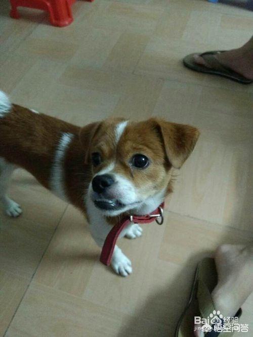 小狗眼泪多是怎么制了:狗狗有泪痕怎么办？有什么原因导致的？ 小狗眼泪特别多的原因是什么