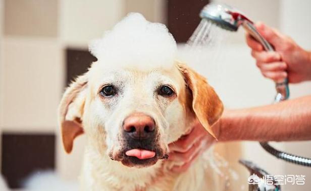 洗浴过水漫游沙皮:帮狗狗洗澡，有什么误区不能犯？