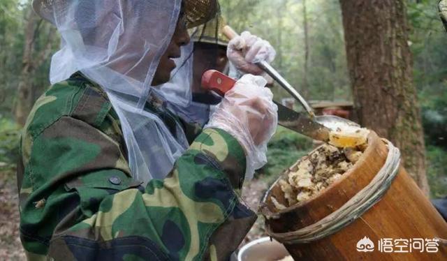 头条问答 蜜蜂什么时候取蜂蜜最好 32个回答