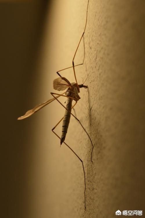 头条问答 - 蚊子和蜜蜂的攻击方式一样吗,哪个更厉害些?