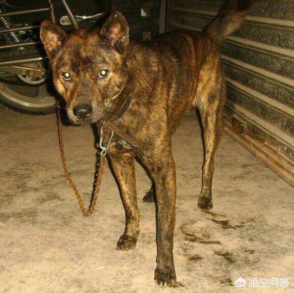 虎斑波尔多犬价格:我国纯种的虎斑犬还有多少只？主要分布在哪里？