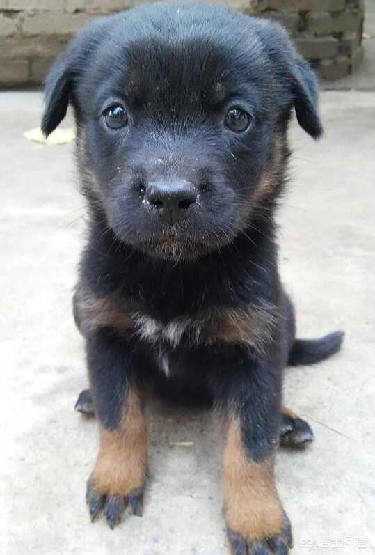 南昌警犬基地有什么犬:养一只罗威纳犬是一种怎样的体验？