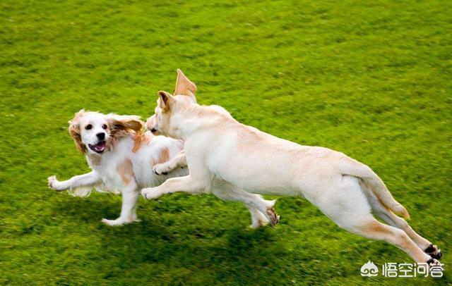 上班族养拉布拉多犬好养吗:拉布拉多犬好不好养，有什么缺点？