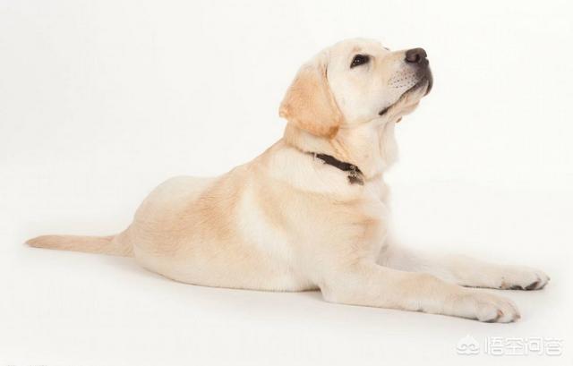 上班族养拉布拉多犬好养吗:拉布拉多犬好不好养，有什么缺点？