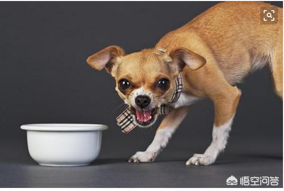 狗狗护食呲牙叫的视频:狗狗出现护食行为，主人有错吗？应该如何改正？