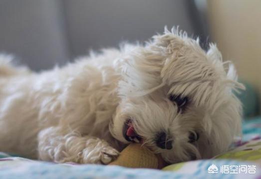 小比熊犬图片:比熊犬多少钱一只？如何挑选品相好的比熊犬？