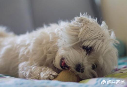 小比熊犬图片:比熊和哪种狗杂交出来好看？