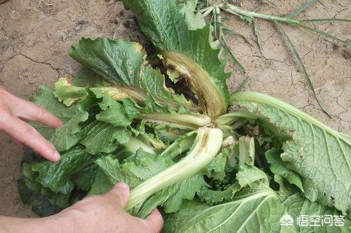 软腐病:软腐病用什么杀菌剂 白菜细菌性软腐病该如何防治？