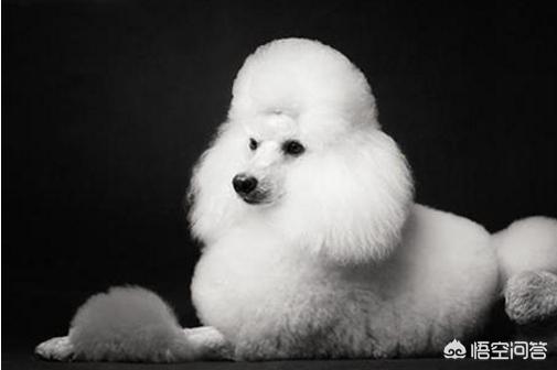 小型黑色贵宾犬图片大全:贵宾犬都有什么样的造型，最受欢迎的造型是什么？