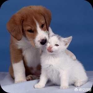 猞猁图片:是不是犬科动物打不过猫科动物？如果是，是因为什么？