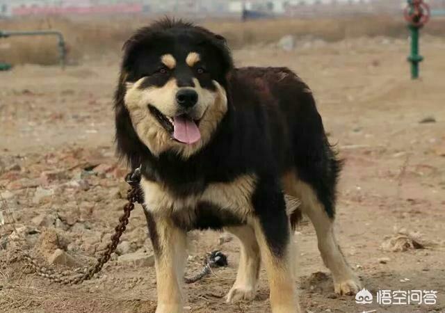 中国最凶猛的狗排名:中国的哪些狗可以打得过藏獒？为什么？