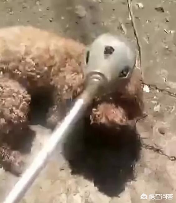 农安细狗咬狗视频:泰迪犬把人咬了，男子活活把狗烧死，对此事你怎么看？