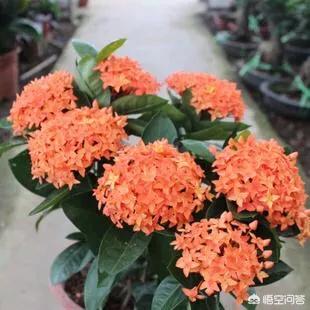 泡叶龙船花:卷叶龙船花 龙船花叶片干枯，该如何是好？