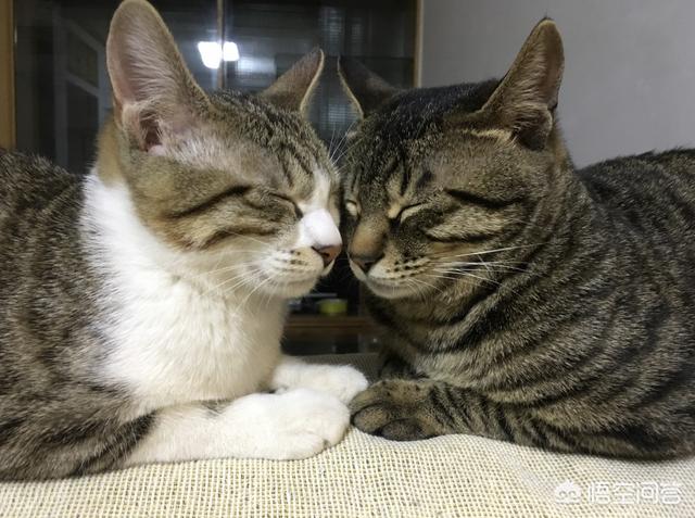 领养猫:如何去领养一只猫咪，怎样才能让猫咪更快地适应新的环境？