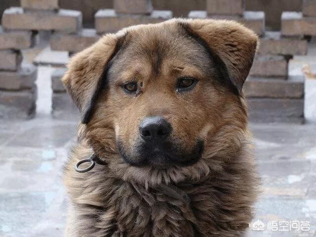 秋田犬币:“中华田园犬”到底是不是一个犬种？