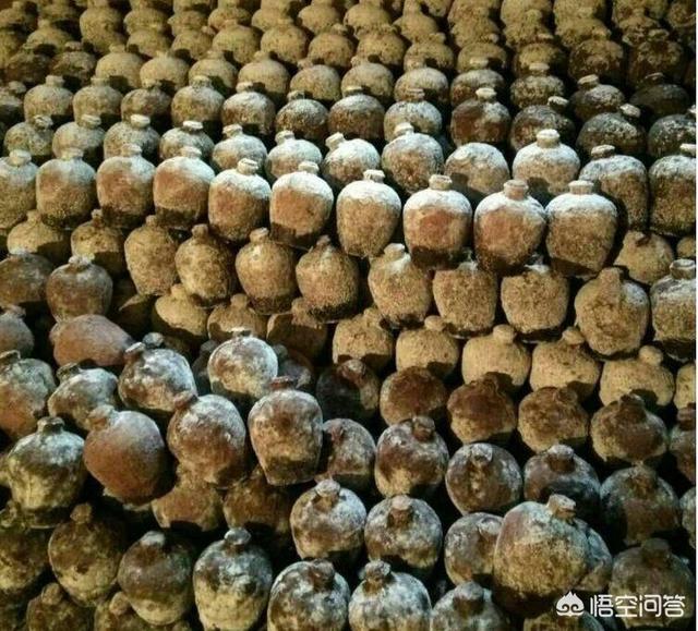 头条问答 - 长毛的洞藏酒品质有保证吗?(3个回答)