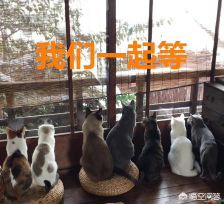 怎么确定猫咪认主人了:猫咪是怎么分辨主人和陌生人的