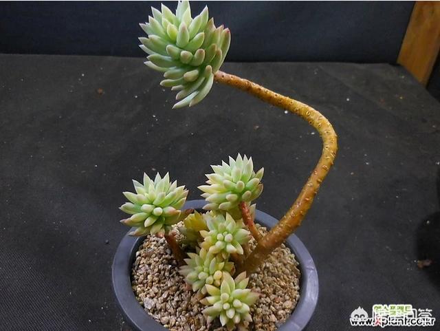 王玉珠帘图片:多肉植物千佛手怎么养谁比较懂？哪位网友晓得？