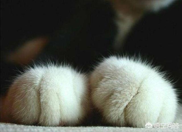猫爪子:猫爪子图片 如何正确修剪猫咪的爪子？