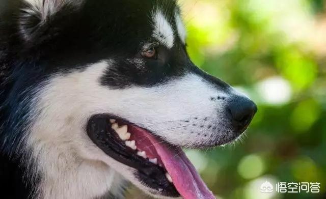 阿拉斯加克利凯犬:阿拉斯加是属于什么品种的狗？ 阿拉斯加犬熊版和狼版哪个好