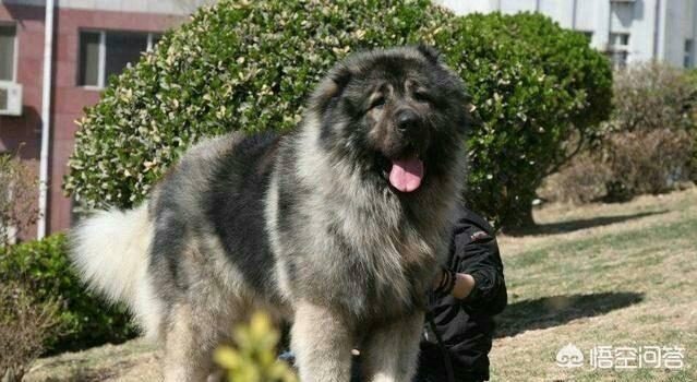 高加索犬打架视频:给你两万块钱，你愿意和一只成年高加索搏斗吗？为什么？