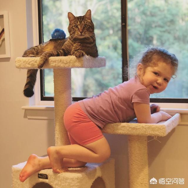 家里楼房养猫好吗?:面积小的房间适不适合养猫？猫真的很臭吗？