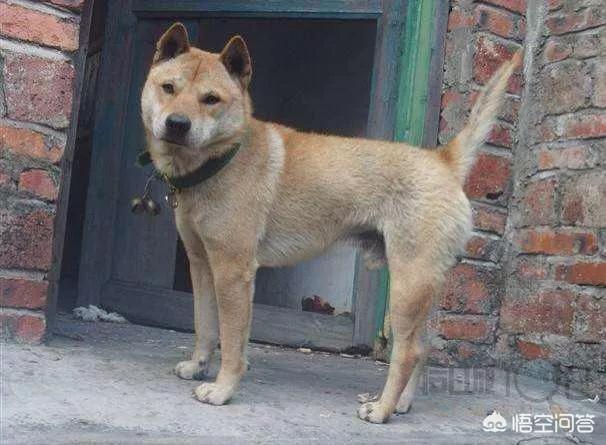 2019中华藏獒网:中华田园犬和藏獒哪个更聪明一些，为什么？