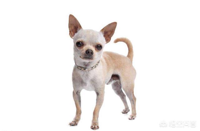 小型可爱宠物狗图片:容易打理的小型犬有哪些？