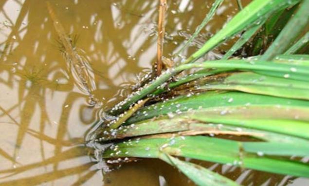 水稻稻飞虱多了该怎么打药?