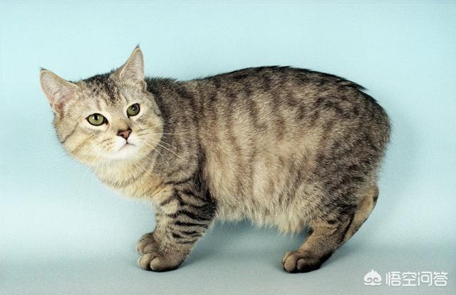 短尾猫能不能养:猫咪如果没有了尾巴，对它会有什么影响？