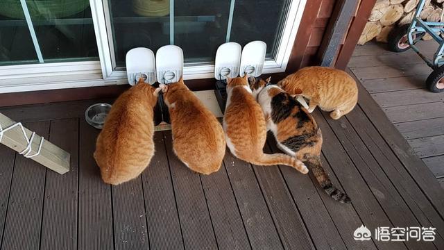 深圳猫领养:养只猫大概要花费多少钱呢？