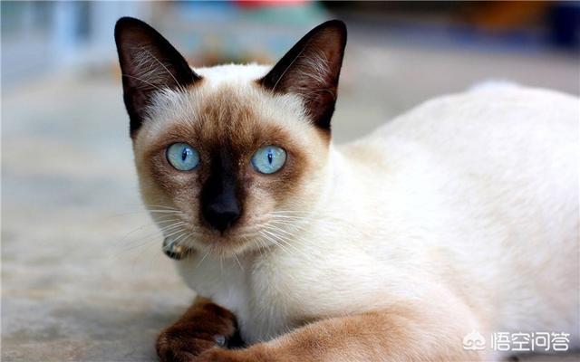 宠物猫的种类:1个月大的幼猫怎么分辨田园猫和宠物猫？