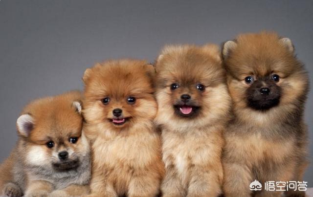 英系博美会不会有味道:博美犬应该如何饲养？需要注意什么？ 英系博美是尖嘴吗