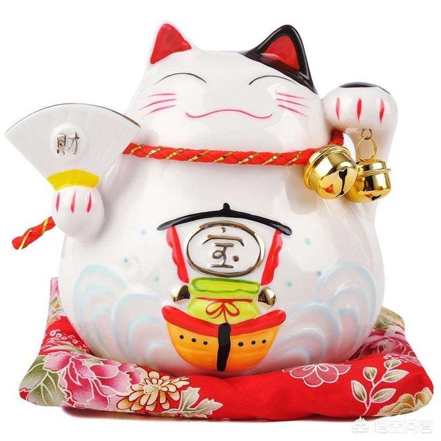 短尾猫能不能养:猫咪如果没有了尾巴，对它会有什么影响？