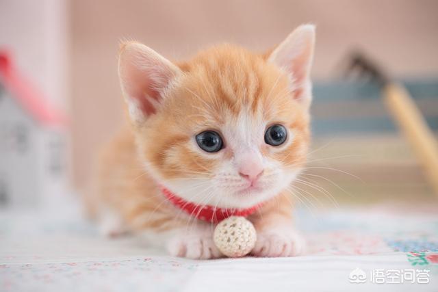 猫白血病确诊:猫不对劲，能看出来吗？怎么看？