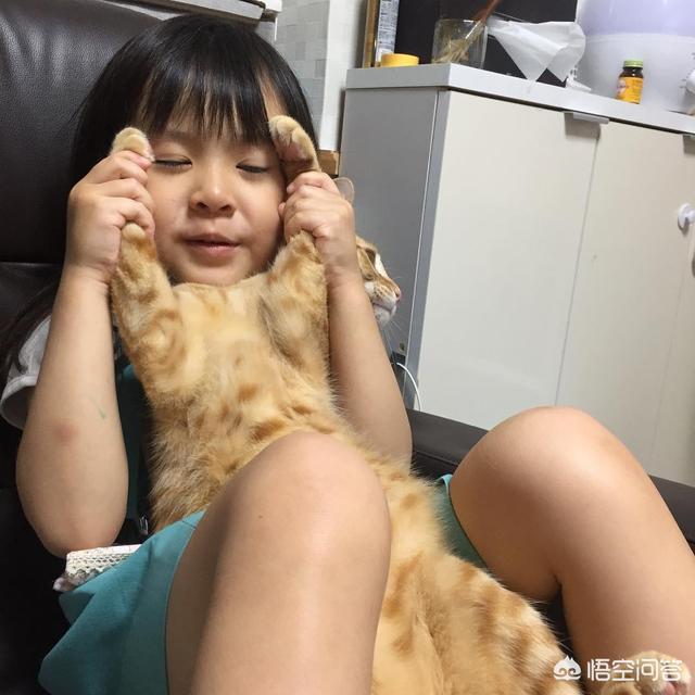 家里楼房养猫好吗?:面积小的房间适不适合养猫？猫真的很臭吗？