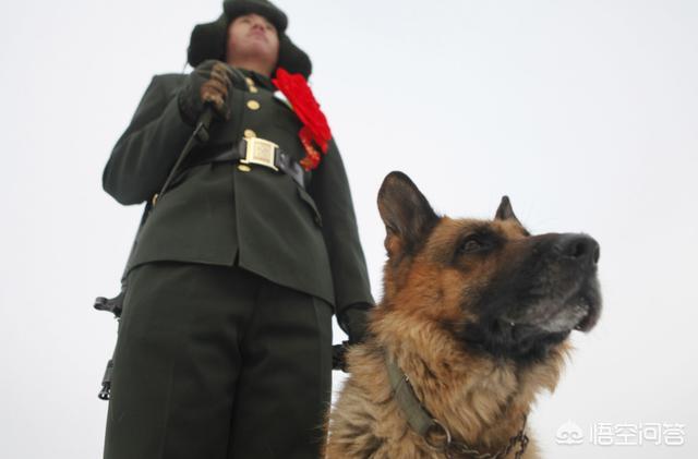 珍岛狗一号警戒令:《红色警戒》里的军犬一口能咬死一个人，有夸张吗？