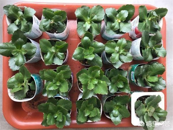 长寿花的繁殖方法大全:长寿花需不需要每年重新扦插？