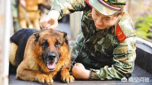 警犬来了:警犬来了剧情介绍 我们常见的警犬是哪些狗狗？